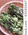 野生植物 69585047