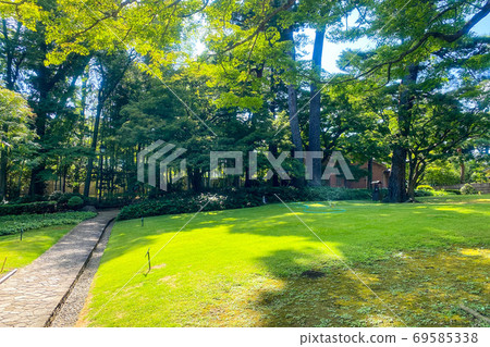 Lawn and sun leaves Lawn and sun leaves 69585338