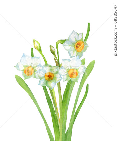 narcissus flower watercolor