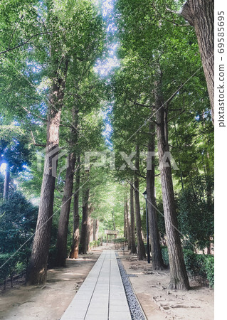 Park sidewalk surrounded by trees Park sidewalk surrounded by trees 69585695