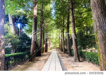 Park sidewalk surrounded by trees Park sidewalk surrounded by trees 69585696
