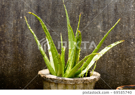 House plant tubers. Houseplant aloe vera plant with green leaves in direct sunlight against grungy isolated background. Design element. Copy space room for text. House plant tubers. Houseplant aloe vera plant with green leaves in direct sunlight against grungy isolated background. Design element. Copy space room for text. 69585740