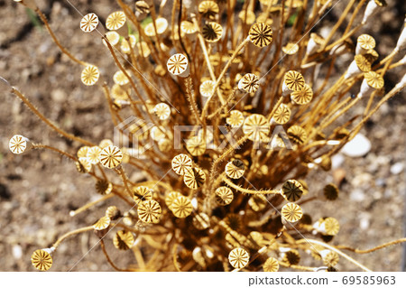 Common poppy seeds 69585963