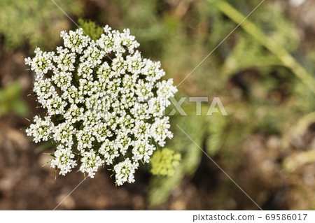 White flower of toothpick plant White flower of toothpick plant 69586017