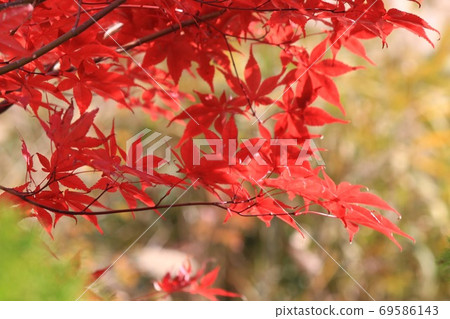 秋天的景色照耀著紅色的葉子 秋天的景色照耀著紅色的葉子 69586143