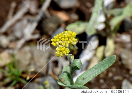 在三鷹三原盛開的黃色hahakogusa 在三鷹三原盛開的黃色hahakogusa 69586144