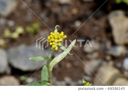 在三鷹三原盛開的黃色hahakogusa 69586145