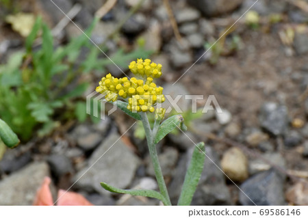 在三鷹三原盛開的黃色hahakogusa 在三鷹三原盛開的黃色hahakogusa 69586146