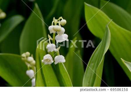 White lily of the valley flowers blooming in Mitaka Nakahara 69586158