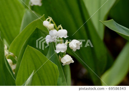 White lily of the valley flowers blooming in Mitaka Nakahara 69586343
