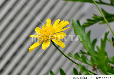Yellow margaret cosmos flower blooming in Mitaka Nakahara 69586347