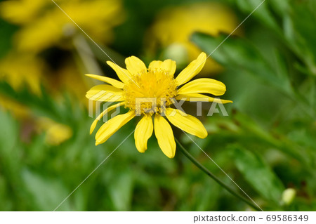 Yellow margaret cosmos flower blooming in Mitaka Nakahara Yellow margaret cosmos flower blooming in Mitaka Nakahara 69586349