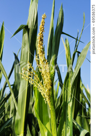 Yellow flower of maize Yellow flower of maize 69586375
