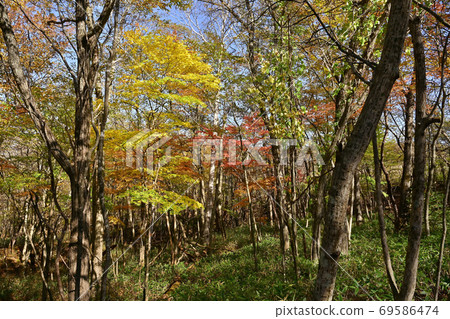 Happogahara Autumn Leaves Forest Happogahara Autumn Leaves Forest 69586474