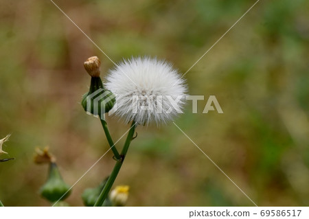 White Noge's crown hair blooming in Mitaka Nakahara 69586517