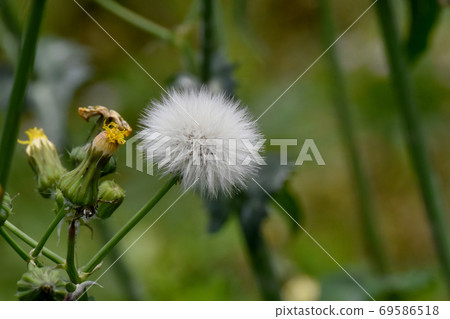 White Noge's crown hair blooming in Mitaka Nakahara 69586518
