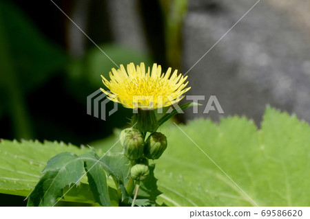 開花在三鷹中原的黃色nogeshi花 開花在三鷹中原的黃色nogeshi花 69586620