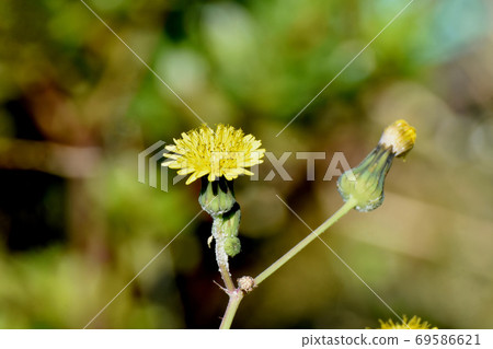 開花在三鷹中原的黃色nogeshi花 開花在三鷹中原的黃色nogeshi花 69586621