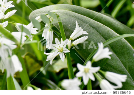 White Mitsukadonegi (Allium-Triquetrum) flowers blooming in Mitaka Nakahara 69586646