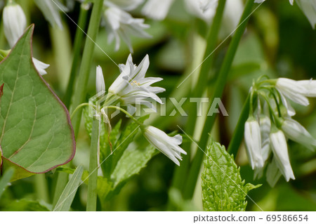 在三鷹中原盛開的白色Mitsukadonegi(蔥屬Triquetrum)花 在三鷹中原盛開的白色Mitsukadonegi(蔥屬Triquetrum)花 69586654
