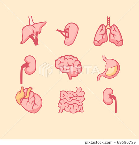 Human internal organs set. Anatomical lungs with heart muscle digestive system small intestine. 69586759