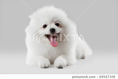 Studio shot of Spitz dog isolated on grey studio background 69587109
