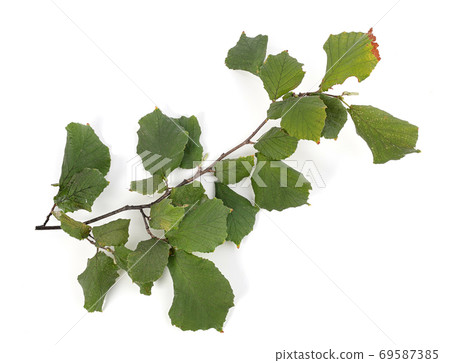 Hazelnut branch with green leaves Hazelnut branch with green leaves 69587385