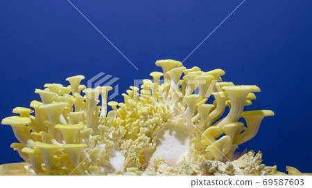 Lemon oyster mushrooms grown on a substrate at home from mycelium 69587603