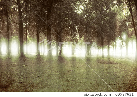 Haunted forest with dramatic light background Haunted forest with dramatic light background 69587631