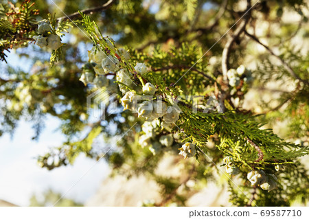 Juniper branch  69587710