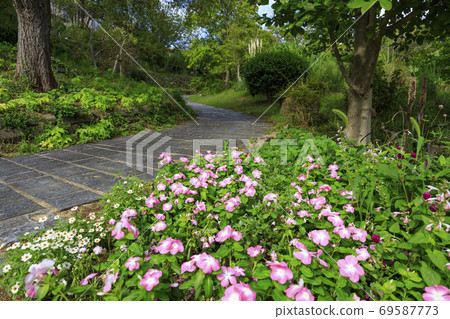 淡路景觀園藝學校秋花 69587773