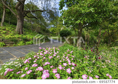 淡路景觀園藝學校秋花 淡路景觀園藝學校秋花 69587774
