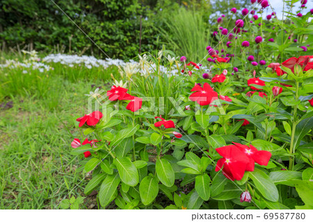 淡路景觀園藝學校秋花 69587780