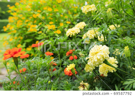 淡路景觀園藝學校秋花 69587792