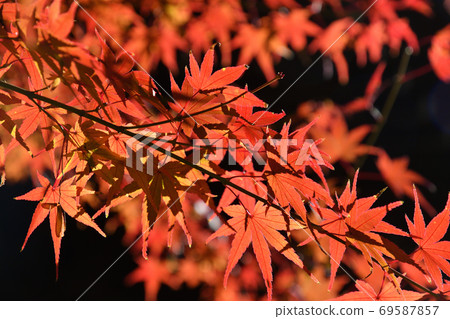 Autumn leaves Autumn leaves 69587857