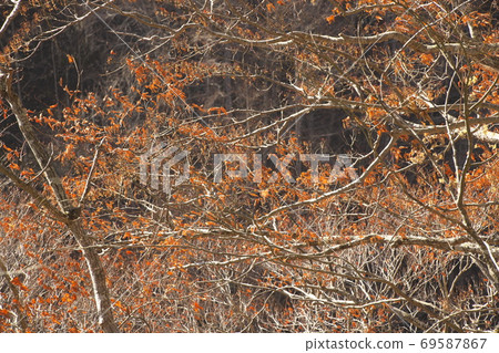 Autumn leaves Autumn leaves 69587867