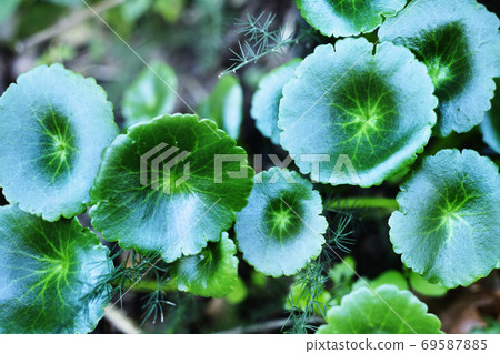Wall pennywort leaves 69587885