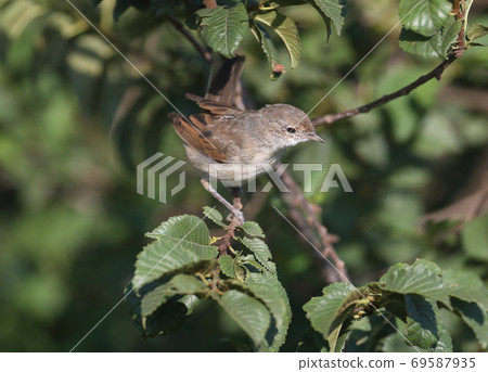 Young common whitethroat (Sylvia communis) 69587935