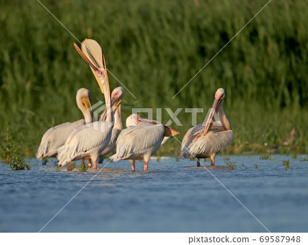 These lovely pelicans These lovely pelicans 69587948
