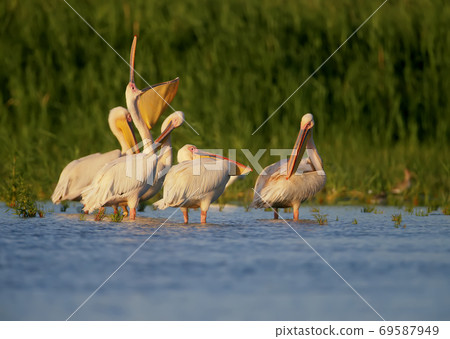 These lovely pelicans 69587949