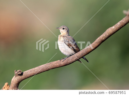 Young The northern wheatear (Oenanthe oenanthe) 69587951