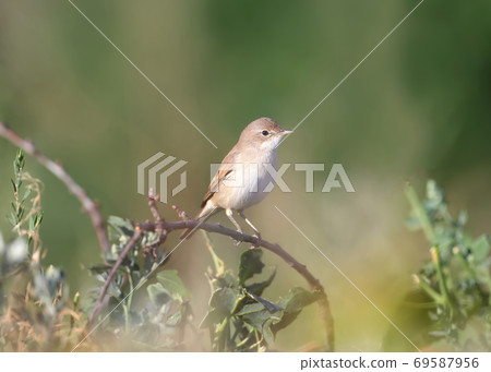 Curious common whitethroat (Curruca communis) 69587956