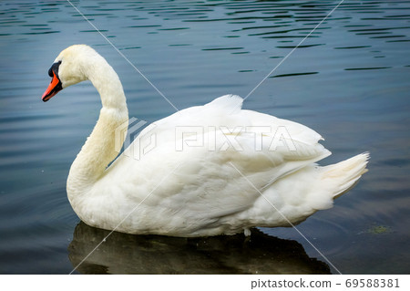 White swan swimming on a pond 69588381