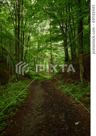 Track in the woods. Mountain dirtroad among the green forest. Route at the foot of Mt. Bilyi Kamin (1062), Polonynian Beskids, Ukrainian Carpathians 69588485