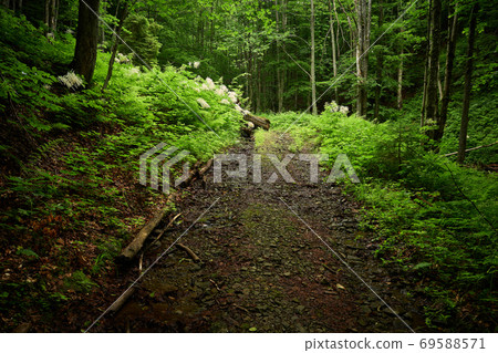 Forest way. No people dirt road in the Carpathian forest in the shade of trees on a summer day. Foot of Mt. Bilyi Kamin (1062), Polonynian Beskids, Ukrainian Carpathians 69588571