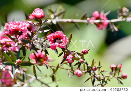 在三鷹中原盛開的紅色Gyoryubai花 69588780