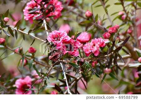 在三鷹中原盛開的紅色Gyoryubai花 69588799