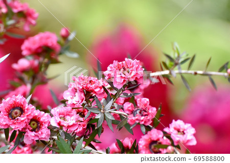 在三鷹中原盛開的紅色Gyoryubai花 69588800