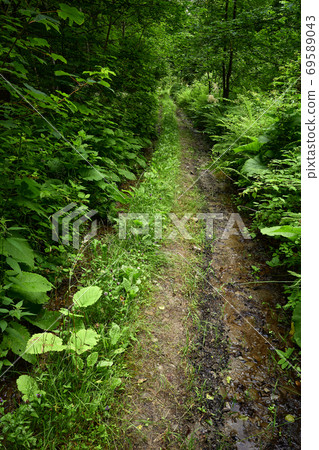 Dirtroad. Wet dirt road in forest greenery. Turia Poliana, Uzhhorod Raion (former Perechyn Raion), Zakarpattia oblast (Transcarpathia), Ukraine Dirtroad. Wet dirt road in forest greenery. Turia Poliana, Uzhhorod Raion (former Perechyn Raion), Zakarpattia oblast (Transcarpathia), Ukraine 69589043