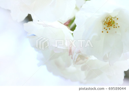 Shirotae Shirotae White Sakura Close-up Shirotae Shirotae White Sakura Close-up 69589044